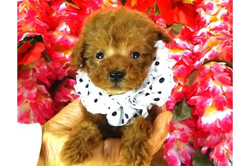 成約済の茨城県のトイプードル-27821の2枚目