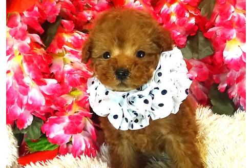 成約済の茨城県のトイプードル-27821の3枚目