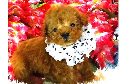 成約済の茨城県のトイプードル-27821の4枚目