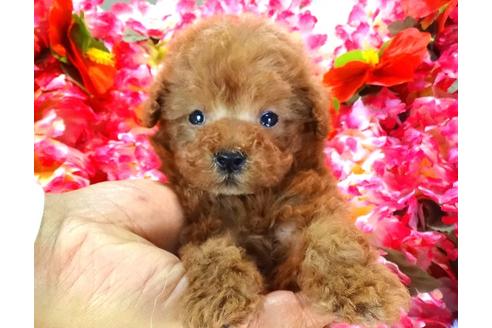 成約済の茨城県のトイプードル-27821の5枚目