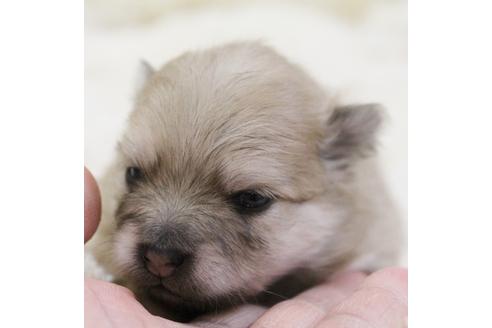 成約済の千葉県のポメラニアン-27822の5枚目