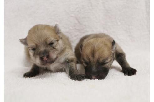 成約済の千葉県のポメラニアン-27822の4枚目