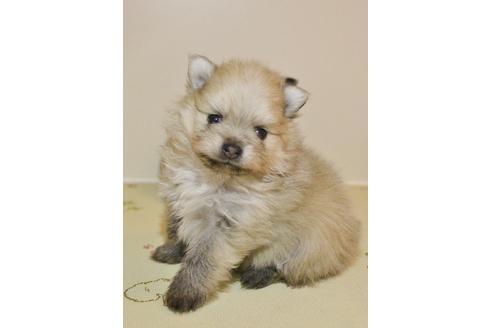 成約済の千葉県のポメラニアン-27822の3枚目