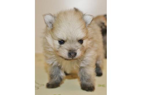 成約済の千葉県のポメラニアン-27822の2枚目