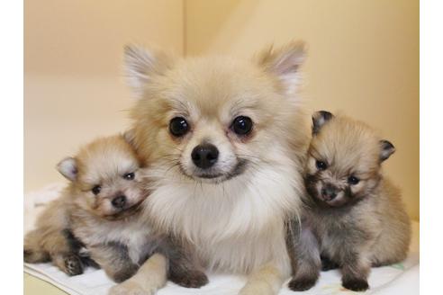 成約済の千葉県のポメラニアン-27822の1枚目