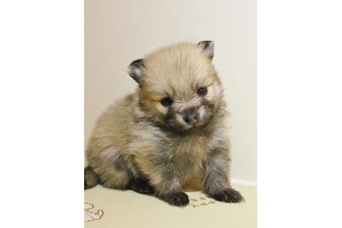 成約済の千葉県のポメラニアン-27823の5枚目