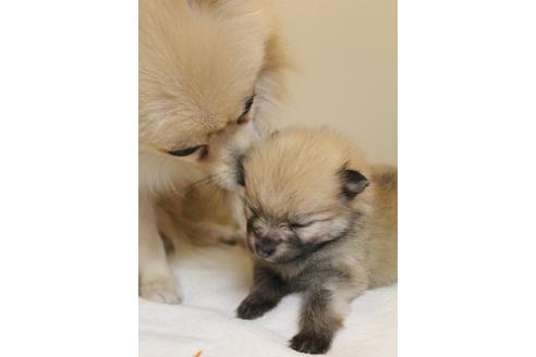 成約済の千葉県のポメラニアン-27823の4枚目