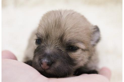 成約済の千葉県のポメラニアン-27823の2枚目