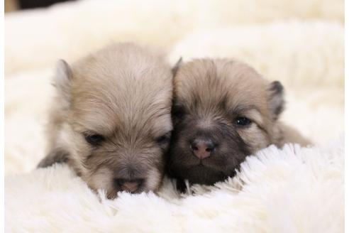 成約済の千葉県のポメラニアン-27823の1枚目