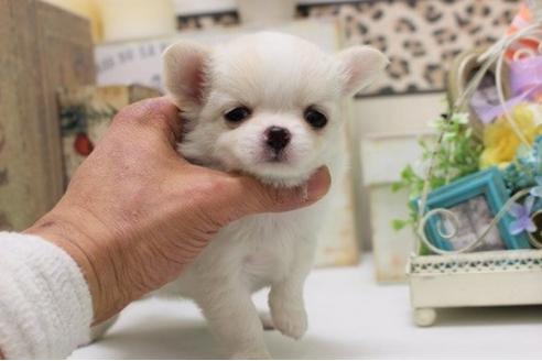 成約済の大阪府のチワワ-27348の1枚目