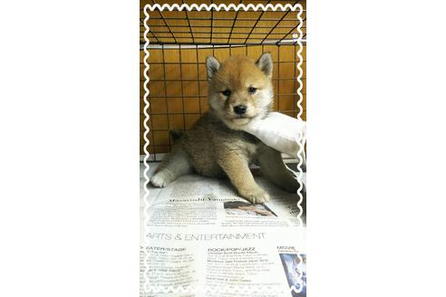成約済の茨城県の柴犬-27327の1枚目