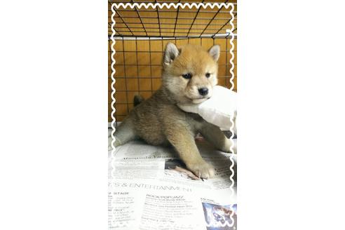 成約済の茨城県の柴犬-27327の2枚目