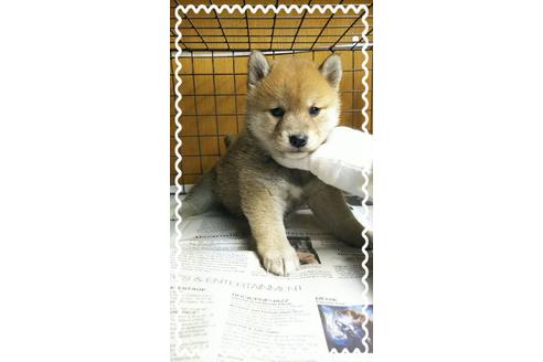 成約済の茨城県の柴犬-27327の3枚目