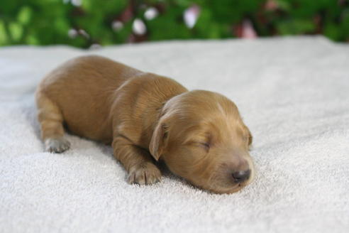 成約済の京都府のミニチュアダックスフンド-26825の4枚目