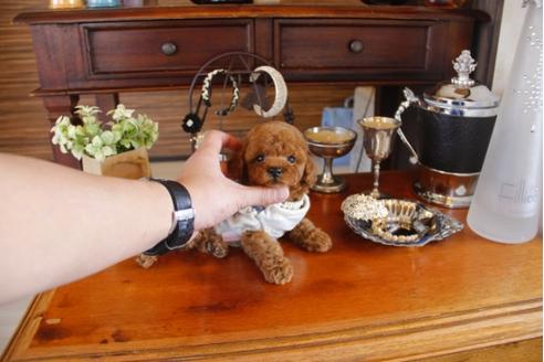 成約済の埼玉県のトイプードル-27904の4枚目