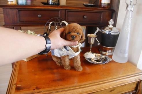 成約済の埼玉県のトイプードル-27904の1枚目