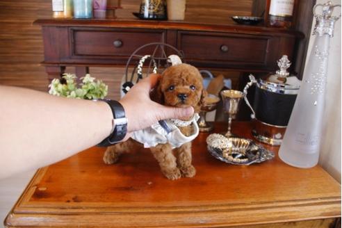 成約済の埼玉県のトイプードル-27904の2枚目