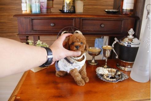 成約済の埼玉県のトイプードル-27904の3枚目