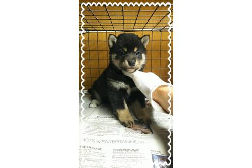 成約済の茨城県の柴犬-27326の1枚目