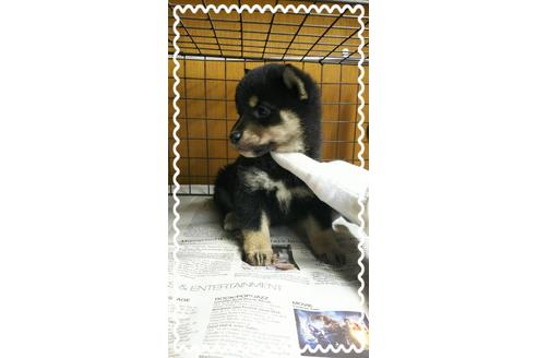 成約済の茨城県の柴犬-27326の2枚目