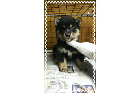 成約済の茨城県の柴犬-27326の3枚目