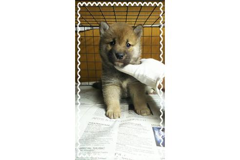 成約済の茨城県の柴犬-27329の2枚目