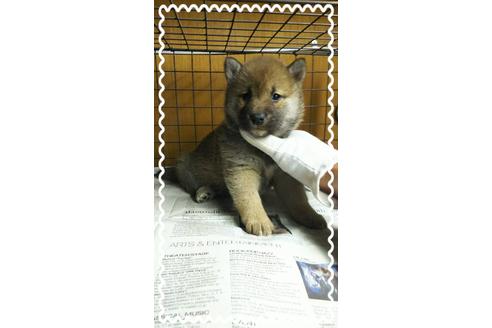 成約済の茨城県の柴犬-27329の3枚目