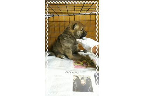成約済の茨城県の柴犬-27329の1枚目