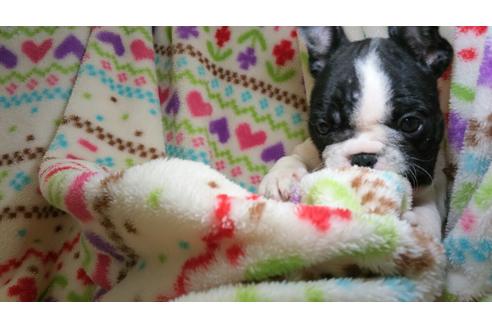 成約済の滋賀県のフレンチブルドッグ-26746の1枚目
