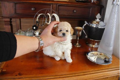 成約済の埼玉県のトイプードル-27915の1枚目