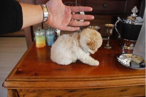 成約済の埼玉県のトイプードル-27915の2枚目