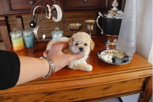 成約済の埼玉県のトイプードル-27915の3枚目