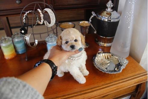 成約済の埼玉県のトイプードル-27915の4枚目