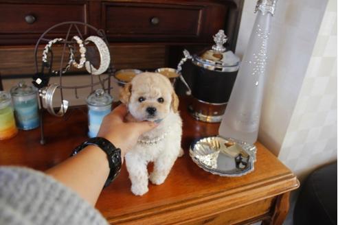 成約済の埼玉県のトイプードル-27915の5枚目