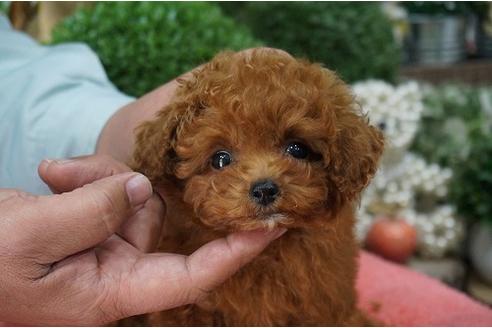 成約済の京都府のトイプードル-27946の3枚目