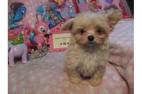 子犬