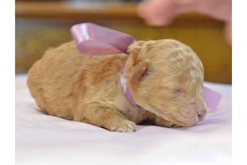 成約済の埼玉県のトイプードル-27727の1枚目