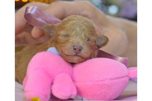 成約済の埼玉県のトイプードル-27727の5枚目
