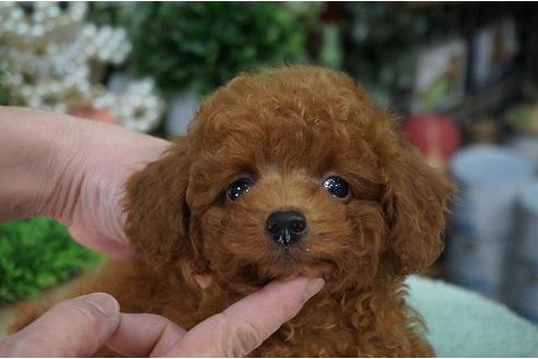 成約済の京都府のトイプードル-27957の1枚目