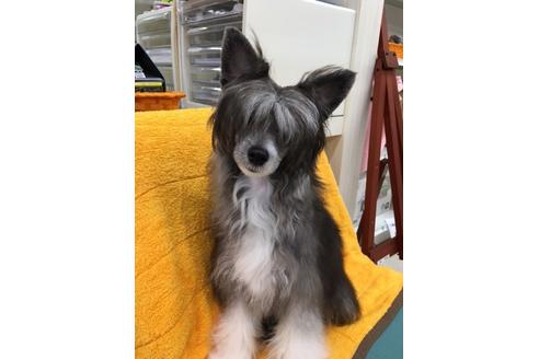 佐賀県のチャイニーズクレステッドドッグ 男の子 16 12 14生まれ レッド ホワイトパウダーパフ 子犬id ブリーダーナビ
