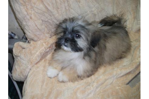 成約済の岐阜県のミックス犬-27988の2枚目