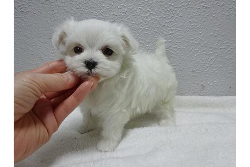 成約済の大阪府のマルチーズ-27991の4枚目