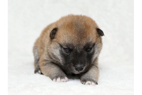 成約済の栃木県の柴犬-28005の1枚目