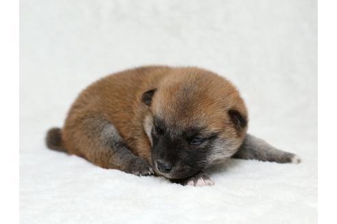 成約済の栃木県の柴犬-28005の2枚目