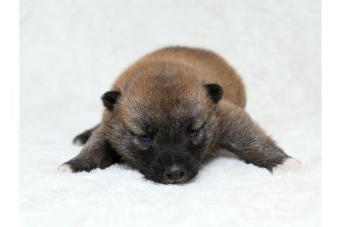 成約済の栃木県の柴犬-28006の1枚目