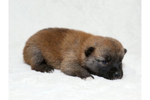 成約済の栃木県の柴犬-28006の2枚目