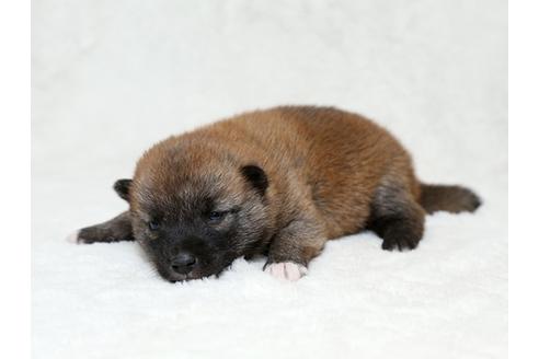 成約済の栃木県の柴犬-28006の3枚目