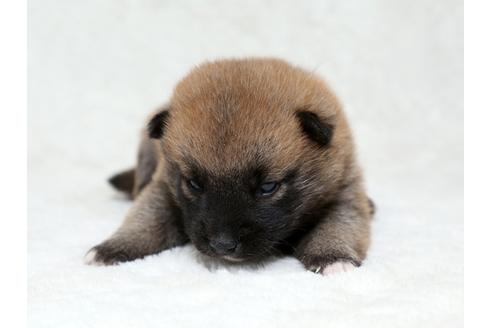 成約済の栃木県の柴犬-28007の2枚目