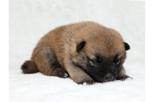 成約済の栃木県の柴犬-28007の3枚目