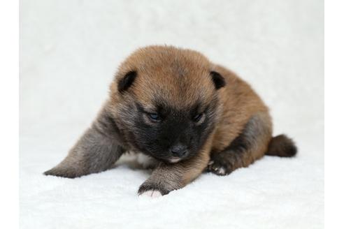 成約済の栃木県の柴犬-28007の1枚目